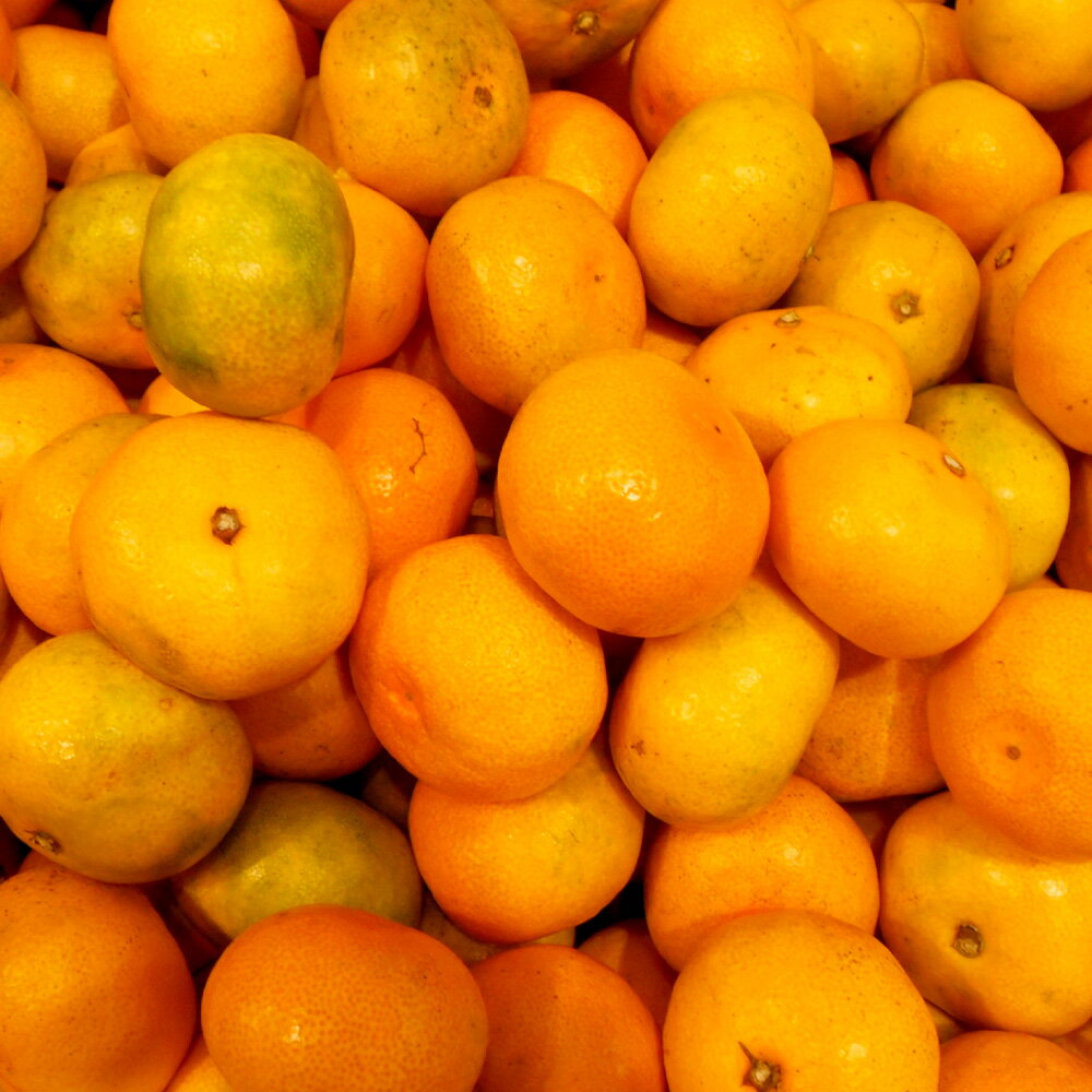 【ふるさと納税】訳あり 晩生完熟みかん 10kg（ご自宅用） ミカン 蜜柑 フルーツ くだもの 果物 果実 柑橘類 青果 長崎県産 国産 九州 長崎県 長崎市 送料無料 【2026年1月上旬～2月下旬迄発送予定】