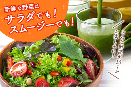 産地直送！旬の野菜（5～8種類）＆ドレッシング セット 3か月定期便 おまかせ 詰合せ 宮崎県新富町産【E213】