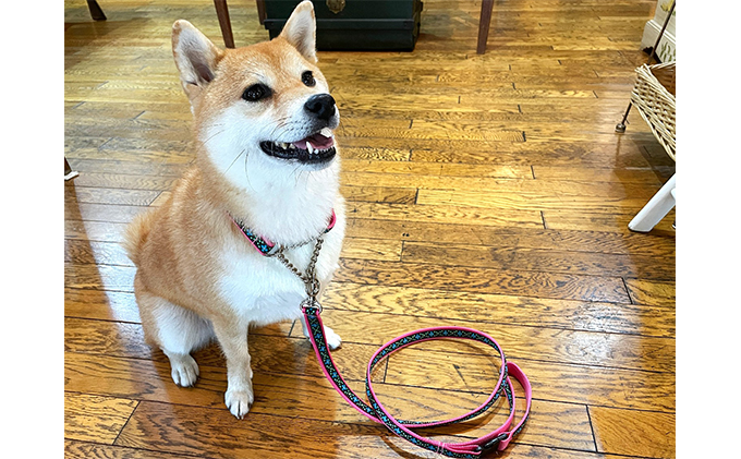 【中型犬用・Mサイズ】ハーフチョークカラーとリードのセット（ブルーフラワー）