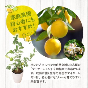 マイヤーレモン 実付き 2年生苗_マイヤーレモン 2年生苗 一般的なレモンより甘め 品種 オレンジ レモン 自然交雑 柑橘類 苗木 レモンの木 家庭菜園 乾燥に強い 生命力旺盛 育てやすい 果樹苗 植