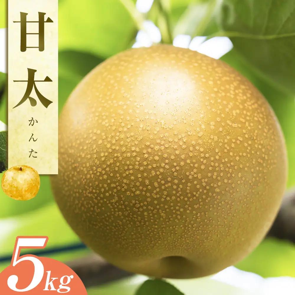 梨 甘太 5kg JA ※2026年9月下旬～10月上旬頃に順次発送予定 |梨