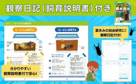 【先行予約】 オオクワガタペア 飼育 セット 70mm～ 福島県 田村市 田村