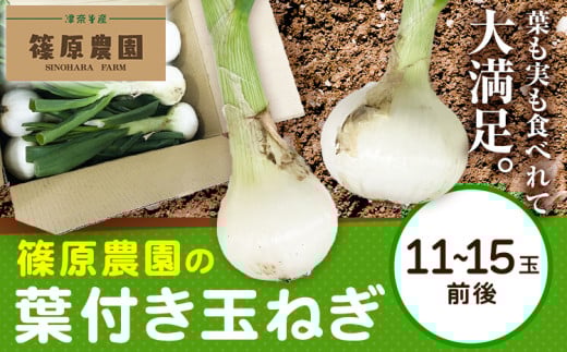 葉付き玉ねぎ 11～15玉前後 篠原農園《1月上旬-3月上旬頃出荷》熊本県 葦北郡 津奈木町 野菜 たまねぎ バーベキュー ホイル焼き