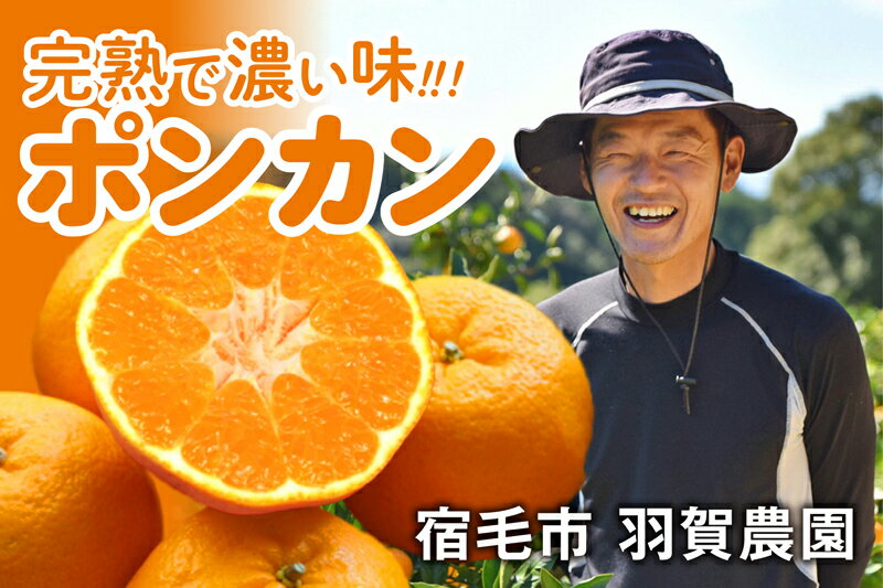 【ふるさと納税】 完熟ポンカン 4kg 羽賀農園 みかん 柑橘 フルーツ 果物 旬 季節 贈答 ギフト 贈り物 お歳暮 お中元 自宅用 家庭用 甘い 酸味 ジューシー ミカン 人気 甘い 美味しい 農家 特産品 名産 高知県 四国 特別栽培 有機栽培 国産 宿毛市 高知県 10000円