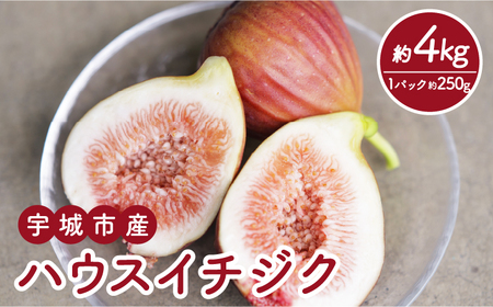 イチジク ハウスイチジク 約4kg（約250g×16パック） 【合同会社宝Farm】 【6月上旬から8月下旬発送予定】※離島配送不可 宇城市産イチジク 国産イチジク 熊本県産イチジク