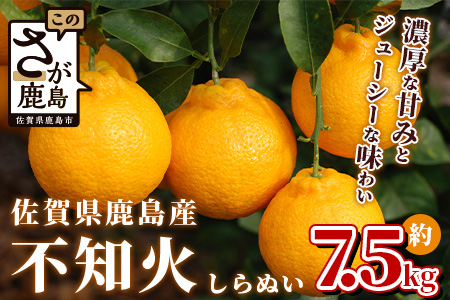  佐賀県鹿島産『不知火（しらぬい）』柑橘 約7.5kg（サイズ混合） B-114