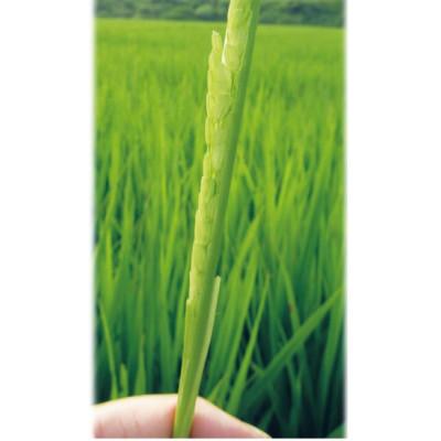 ふるさと納税 津山市 「にじのきらめき」(岡山県津山市加茂町産)　精米　10kg |  | 01