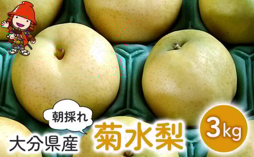 梨 菊水梨 約3kg いわき農園 | 梨 なし 糖度計使用 数量限定 新鮮 産地直送 果物 くだもの フルーツ ギフト 大分県産 九州産 中津市 熨斗対応可