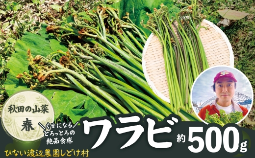 ワラビ 約500g トロっトロの食感が堪らない！ 60P3230 / 東北 秋田 大館 山菜 山 自然 春の山菜 おひたし 酢味噌和えワラビ わらび 蕨 味噌汁 やまねぐさ 山根草 山菜草