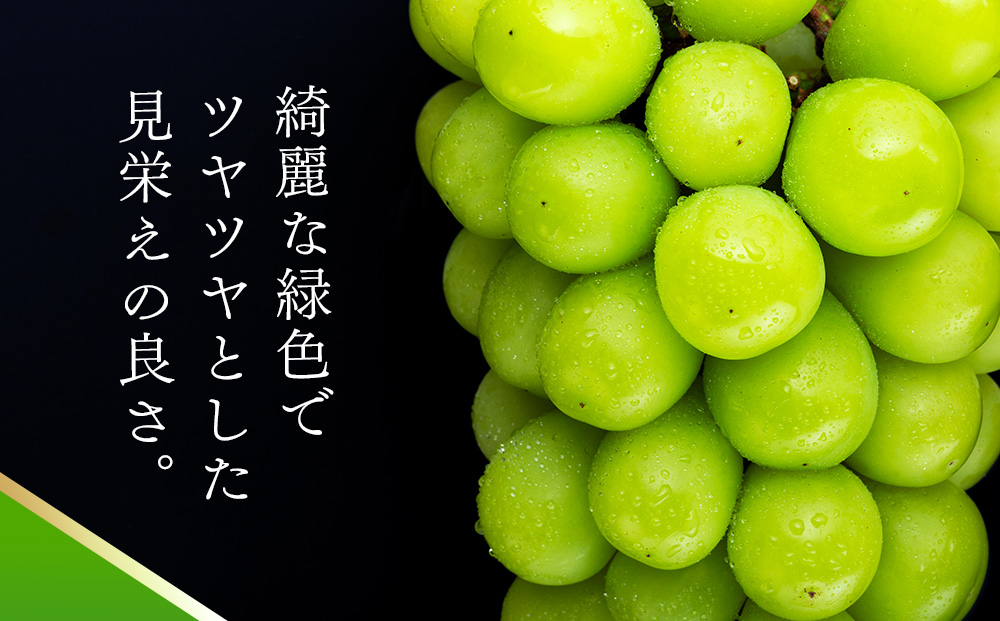 シャインマスカット 2kg 3～5房 ぶどう 葡萄 ブドウ マスカット 果物 くだもの フルーツ 旬の果物 旬のフルーツ 信州 長野 長野県