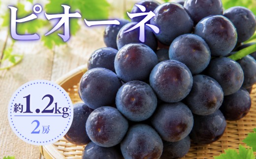 大原観光果樹園 ピオーネ 約1.2kg 2房 【先行予約 2026年9月上旬から順次発送】
