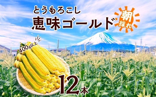 とうもろこし 恵味 ゴールド 400g以上 × 12本 高糖度 トウモロコシ スイートコーン 玉蜀黍 イエローコーン 黄 夏野菜 甘い ジューシー 野菜 おやつ 旬 産地直送 送料無料 湖南野菜出荷組合 山梨県 富士河口湖町 FEM004