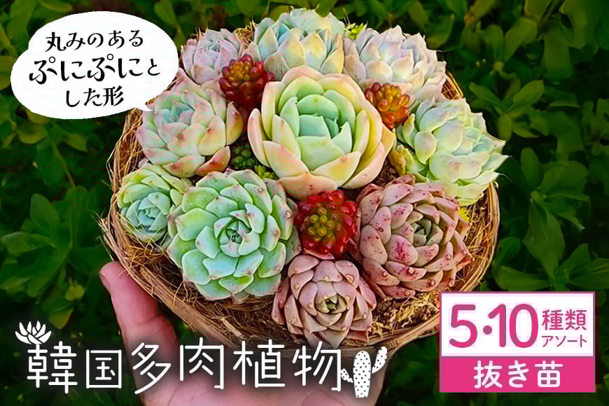 
            韓国多肉植物 抜き苗 アソート 選べる 5種類 10種類 詰め合わせ 多肉植物 観葉植物 インテリア 寄せ植え 誕生日プレゼント オシャレ 多肉 観葉 おまかせ セット 植物 苗 種類 色々 ランダム 農園直送 栽培 ガーデニング 寄せ植え用 韓国苗 多肉専科
          