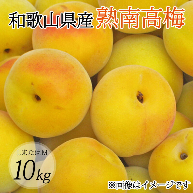 【ふるさと納税】 【梅干・梅酒用】（LまたはM−10Kg）熟南高梅＜2025年6月上旬〜7月上旬ごろに順次発送予定＞ (お届け指定日不可)