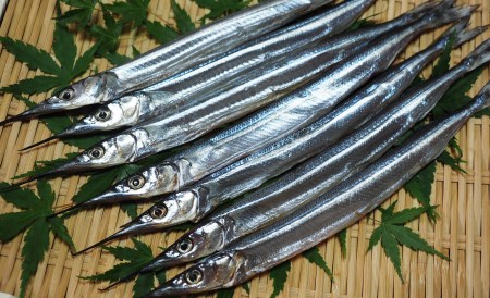 国東さよりの一夜干し/大漁1kg _1043R