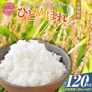 【6回定期便】精米 令和7年産産 宮城県産ひとめぼれ 計120kg（10kg×2袋）×6回 菅原商店 宮城県 加美町 sg-hb20-t6-r7