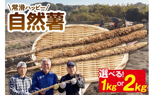 
                  常滑ハッピー自然薯【選べる容量　1kg・2kg】｜自然薯 芋 山芋 長芋 とろろ 滋養強壮 野菜 健康 産地直送 お取り寄せ 愛知県 常滑市
                