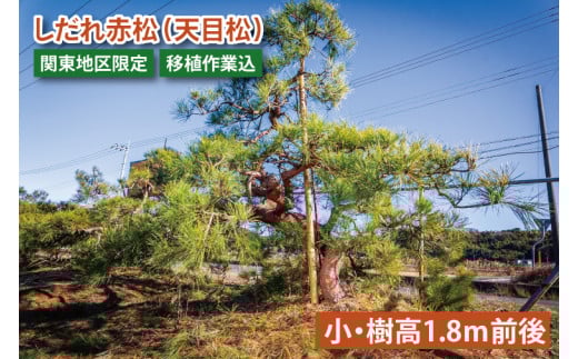 【移植作業込】しだれ赤松（天目松）　（小・樹高1.8ｍ前後）（関東地区限定）事前確認可【赤松 松 しだれ 天目松 吉祥松 関東地区限定 茨城県 鹿嶋市 】（KDM-003）
