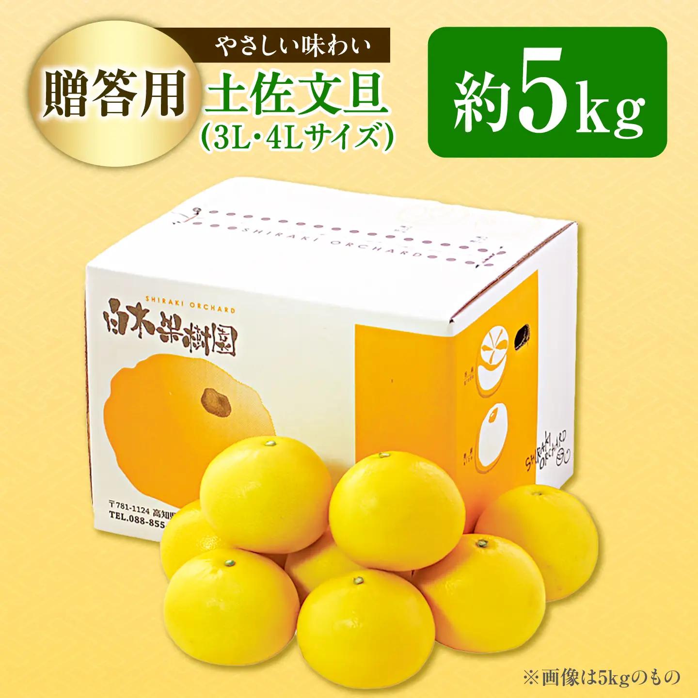 【先行予約】【果樹園直送】土佐文旦 特選品贈答用 約5kg 3Lから4Lサイズ 7から8個入り〈2027年2月中旬から3月中旬頃発送〉高知県 土佐市【白木果樹園】 [BQAI001]