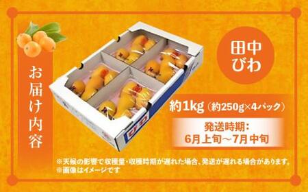 田中びわ 約1kg (約250g×4パック)【2026-6月上旬～2026-7月中旬配送】