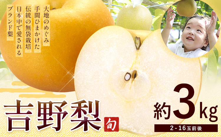 【2026年先行予約】熊本県氷川町産 吉野梨 品種おまかせ 約3kg (2～16玉前後) 《8月上旬-9月末頃出荷》---hkw_lcl_324_3kg---