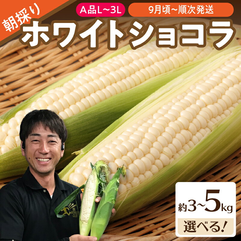 【ふるさと納税】 《先行受付》朝採りホワイトショコラ選べる内容量 約3kg、約5kg 【2026年9月上旬頃〜発送予定】【山形とうもろこし・大江町産・明石農園】 とうもろこし トウモロコシ 白い 畑のスイーツ 産地直送