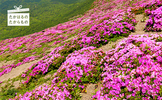 【※返礼品なし】高原町への応援寄附金(3,000円分)　宮崎県 高原町　たかはる　霧島　高千穂峰 故郷納税 3000円 三千円 オンラインワンストップ対応TF1003-P00049