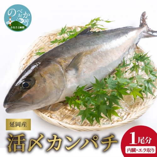 【冷蔵】延岡産活〆鮮魚職人技の脱血鮮魚カンパチ１尾（内臓エラ取り） N019-YZD0118