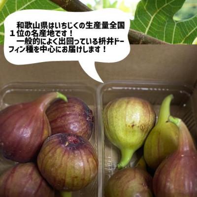 ふるさと納税 紀の川市 【訳あり】いちじく 紀の川市産 4パック |  | 01