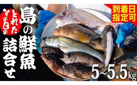 
                  鮮魚 セット 【 配達日指定可 】 神経締め 血抜き済 5～5.5kg 冷蔵 産地直送 瀬戸内海 おまかせ 詰め合わせ 詰合せ 刺身 刺身用 魚 煮魚 広島県 大崎上島町
                