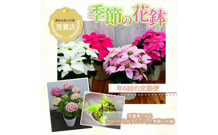 【定期便年6回　季節の花鉢】農林水産大臣賞を受賞したフローリストがアレンジする 季節を知らせる花鉢【 花 お花 神奈川県 小田原市 お花】
