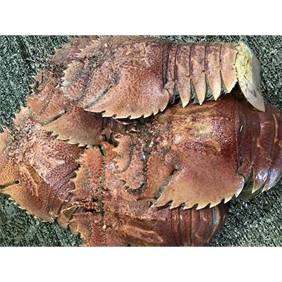 ふるさと納税 八幡浜市 竹中水産の珍重される海老「うちわ海老」1.5キログラム前後!【H22-254】