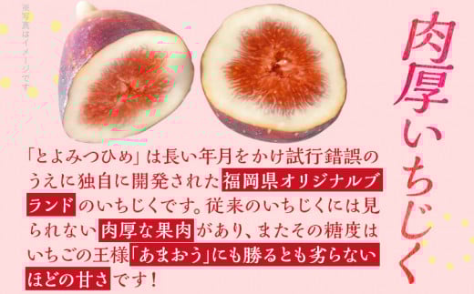 博多とよみつひめ 1,000g（４パック）【2025年8月～10月に発送予定】 CD23