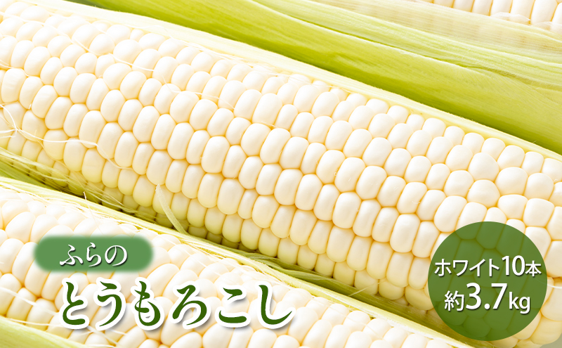 【2026年夏発送】 ふらの とうもろこし ホワイト 10本 約3.7kg 北海道 富良野市 野菜 コーン とうきび 白色 新鮮 直送 道産 送料無料 数量限定 先着順