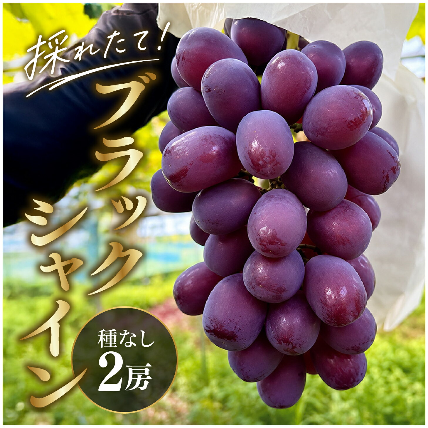 【ふるさと納税】【数量限定】農家厳選！採れたて「ブラックシャイン」（富士の輝き）2房［C-13801］/ ぶどう 葡萄 くだもの 種なし マスカット フルーツ 高糖度 農家 果物 福井県鯖江市