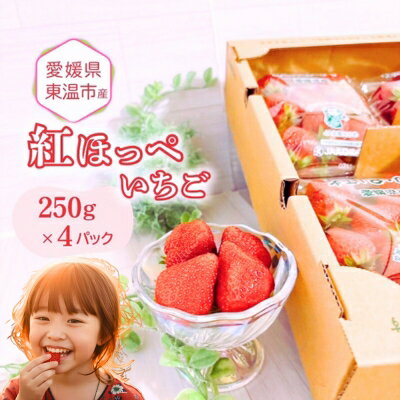 【ふるさと納税】愛媛県東温市産いちご【紅ほっぺ 】お徳用 サイズおまかせ 250g×4パック【甘い フルーツ ケーキ 旬 品種 イチゴ 苺】　お届け：2026年1月中旬～4月中旬