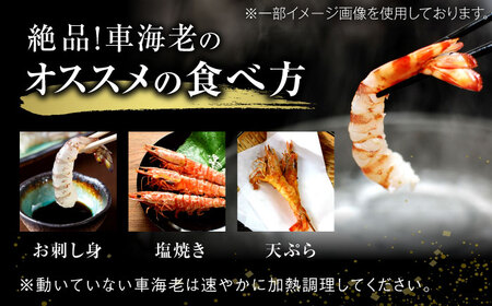 配送地域限定【※指定日必須 】活車海老（養殖） 計500g（10尾-20尾） [41ABAI002]