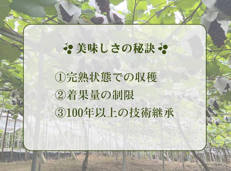 【2025年先行予約】数量限定 デラウェア2kg（10房前後）6月中旬～7月下旬発送｜特選 期間限定 ぶどう 葡萄 フルーツ 果物 くだもの 人気  贈答用 ギフト 先行予約 種なし 旬 新鮮 家庭用