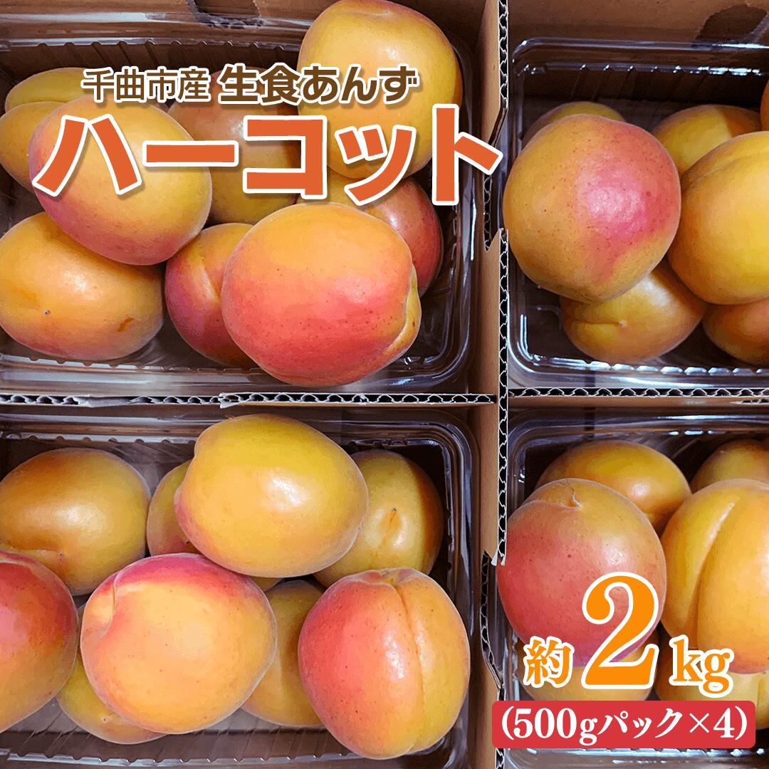 【ふるさと納税】【2026年先行予約】あんず ハーコット 生食用 約2kg|杏子 アプリコット 果物 ハーコット 2kg 産地直送 生食用 生 信州 長野 千曲市 送料無料