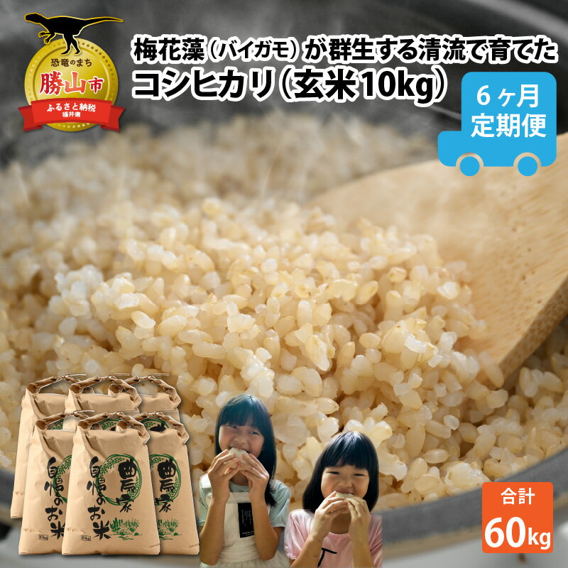 【ふるさと納税】【先行予約】令和7年産 梅花藻が群生する清流で育てたコシヒカリ（玄米 10kg）6か月定期便 ※2025年9月下旬以降順次発送予定 | 新米 国産 福井県産 お米 おこめ ブランド米 ごはん ご飯 農家 直送 60キロ 10kg×6回 10キロ×6回 袋包装 人気 品種 送料無料