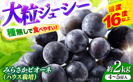 【先行予約】【7月中旬から8月上旬に順次発送】みらさかピオーネ2kg 4から5房入 種無し ぶどう フルーツ ギフト ピオーネ 果物[APBE002] ピオーネ ピオーネ ピオーネ ピオーネ ピオーネ