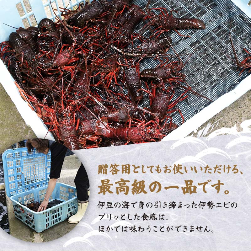 冷凍 伊勢海老 活 1kg Jセット 下田産 伊勢エビ 海老 活き締め 国産 海老 えび 刺身 味噌汁 おつまみ バーベキュー BBQ おせち ギフト 贈答 プレゼント 伊豆 辻水産 下田市 静岡県