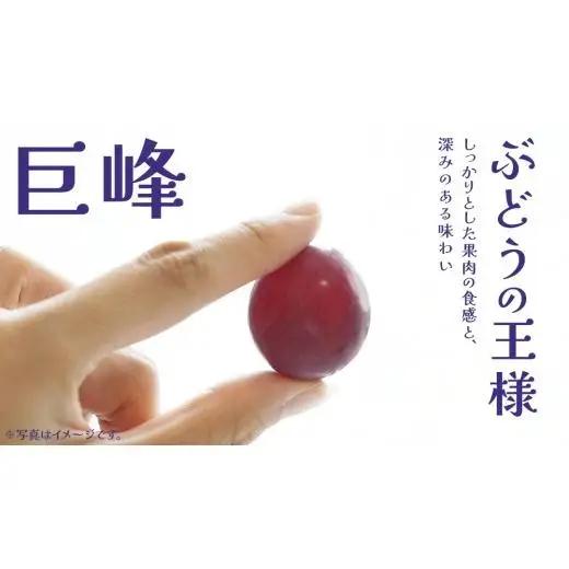 巨峰 １房【2026年7月上旬発送開始】 (茨城県共通返礼品：大子町)