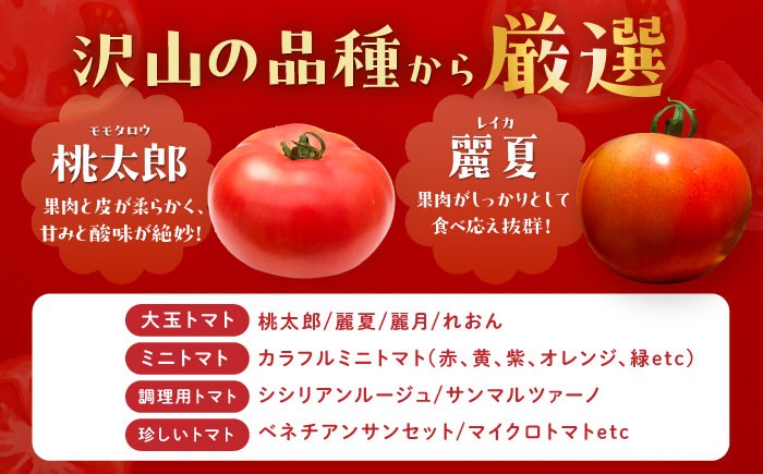 トマト とまと 大玉トマト ミニトマト 詰め合わせ お取り寄せ 産地直送 とまと トマト 野菜 やさい ギフト 贈答 プレゼント