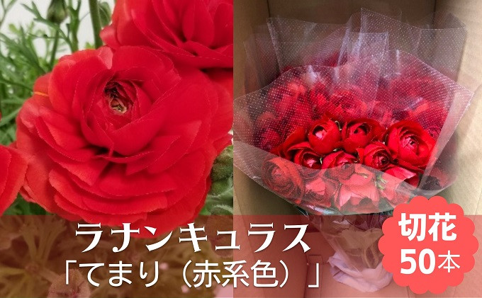 
ラナンキュラス「てまり（赤系色）」切花50本

