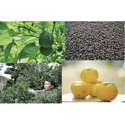 ふるさと納税 宗像市 「フミ子の生ゆず胡椒」3本セット※色変更も可能【フミ子印】_HA1414 |  | 01