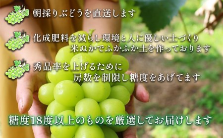 【先行予約】 創業67年 戸田果樹園の朝採れ厳選 ＜贈答用＞ 「シャインマスカット」 約2㎏（3～4房） 2024年9月上旬～9月中旬発送