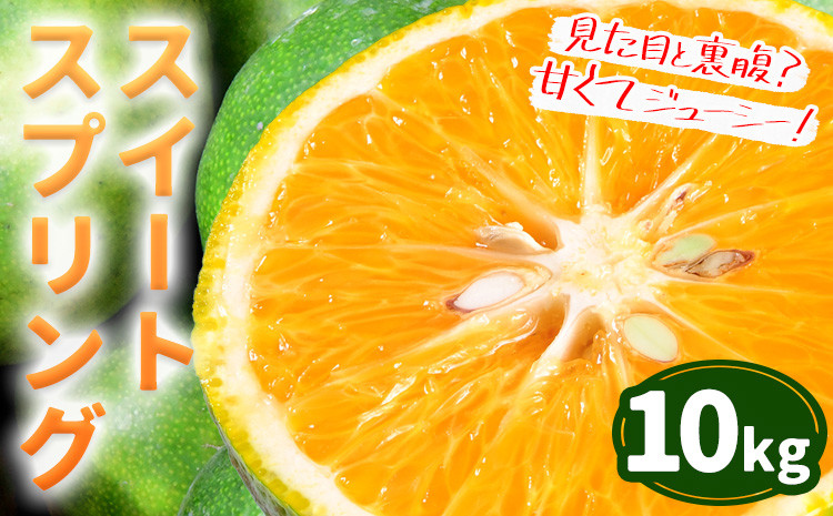 
            スイートスプリング  10kg 都呂々みかん生産者グループ 箱入り 《12月上旬-1月下旬頃出荷》　| フルーツ 果物 くだもの 柑橘 みかん ミカン 蜜柑 熊本県 苓北町
          