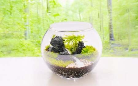苔テラリウムの制作体験チケット 1名様 