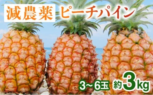 2026年 先行予約 栽培期間中 減農薬 ピーチパイン 約3kg 3～6玉 西表島アナナス農園 完熟 パイン 果物 フルーツ 023-a016_2026